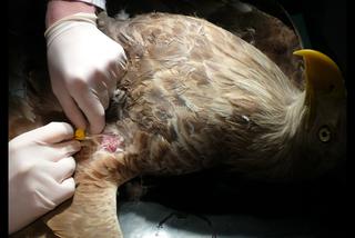 Uratowali zatrutego orła