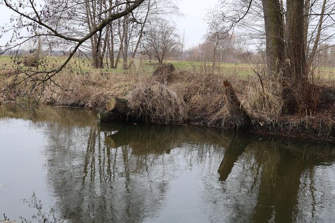 Spacer doliną Bystrzycy na lubelskim Wrotkowie