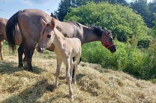 Te nowe atrakcje powstały na Podkarpaciu w 2023 roku