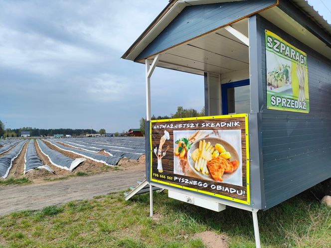 Rolnik spod Bydgoszczy sprzedaje szparagi tylko prosto z pola. "Ludzie wracają dla smaku i jakości, nie dla ceny"