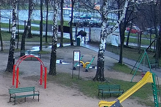 Łoś odwiedził Pabianice. Kamery uchwyciły zachowanie nietypowego gościa 