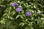 Passiflora, męczennica. Zdjęcia