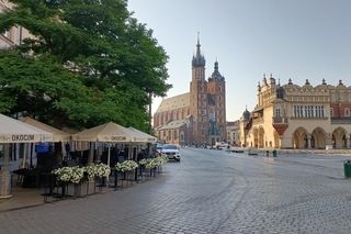 Kiedy i jakie drzewa będą sadzone na Rynku Głównym? Wskazano konkretne miejsca