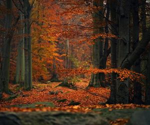 Te miejsca w woj. lubelskim są idealne na jesienny spacer! 