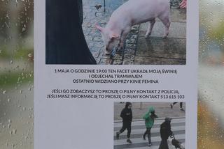 Świnia skradziona w centrum Warszawy