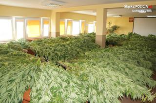 Prawie 300 krzewów, z których powstałoby aż 100 tysięcy porcji marihuany! Plantacja zlikwidowana [ZDJĘCIA]