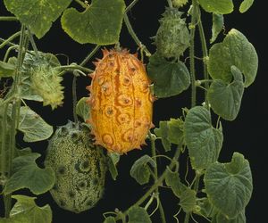 Kiwano 