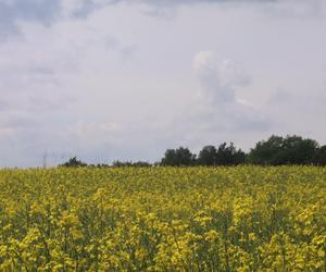 Chcesz zdjęcie? To się pospiesz! Rzepaki powoli zaczynają przekwitać [GALERIA]