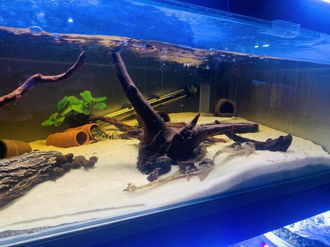 Rozmawiamy z Tomaszem Wiśniewskim, założycielem Aqua Dreams Bydgoszcz
