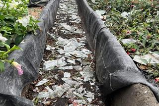 Gradobicie w Waleńczowie doszczętnie zniszczyło szklarnie