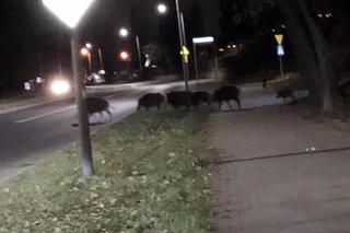 Dziki w Sosnowcu chodzą po osiedlach