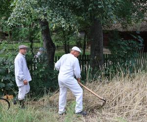 Tak wyglądało kiedyś żniwowanie na polskiej wsi