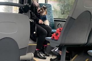 Wieziesz psa w autobusie lub tramwaju? Robisz to źle