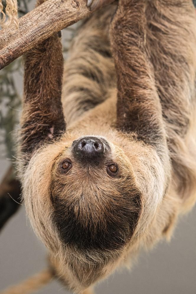 Wrocławskie zoo szuka imienia dla młodego leniwca