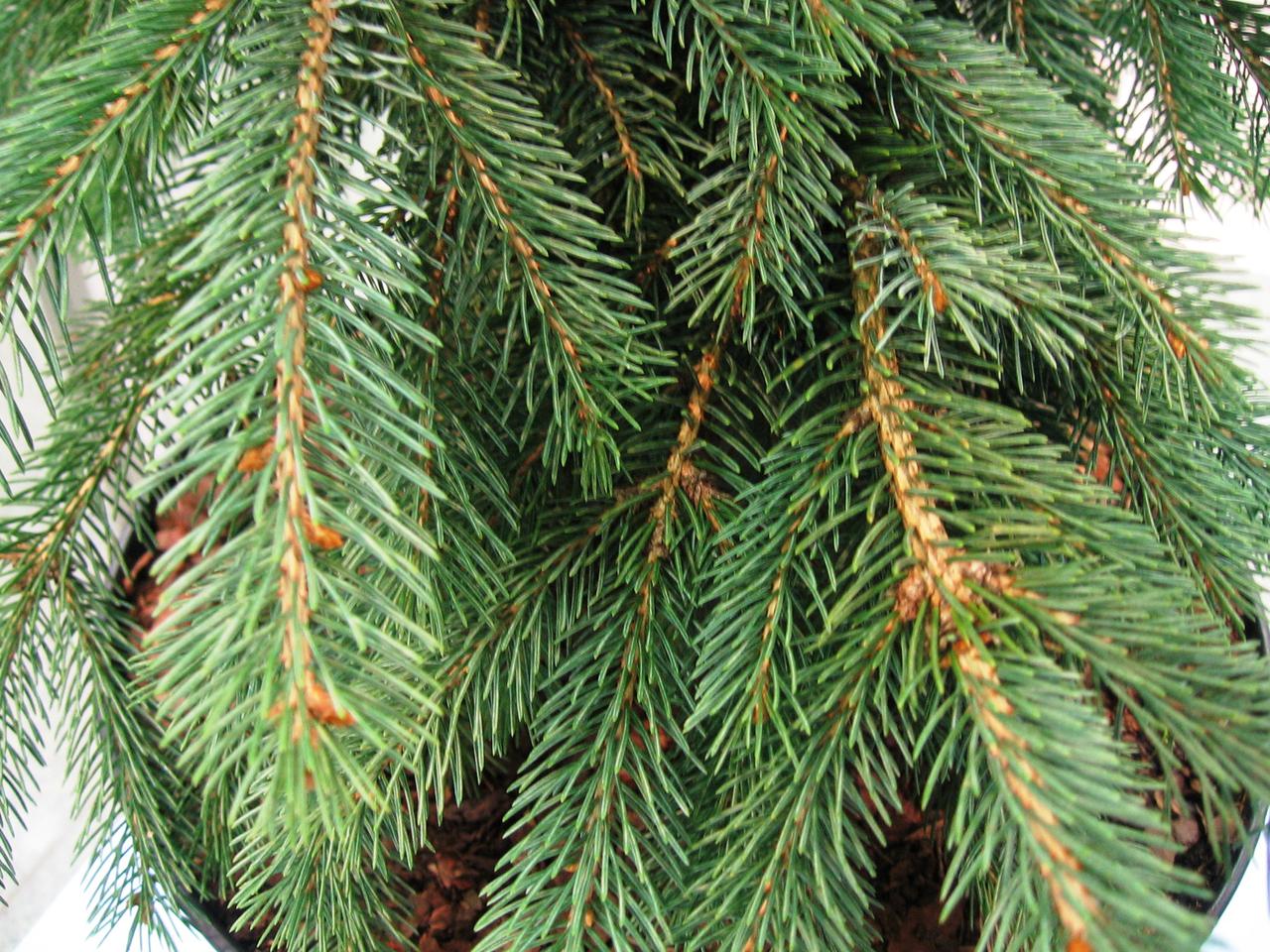 Świerk biały 'Pendula' - Picea glauca 'Pendula'