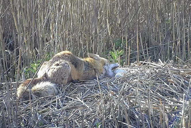 Zjadł dzieci na oczach rodziców