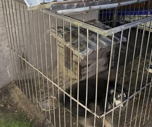 Agresywny pies zaatakował dwie kobiety. Horror na oczach dziecka!
