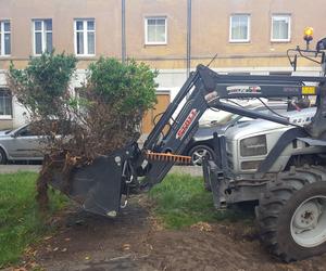 Bukszpany zrobiły miejsce na nowy pomnik w Lesznie. Poświęcony będzie żołnierzom generała Józefa Hallera