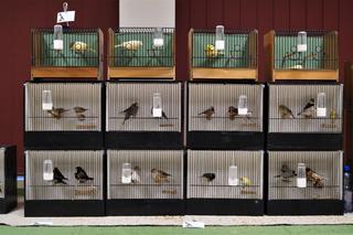 Egzotyczne ptaki w Bydgoszczy. Za nami wyjątkowa wystawa [ZDJĘCIA] 