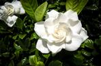 Gardenia jaśminowata