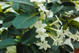 Stephanotis floribunda [Porada eksperta]