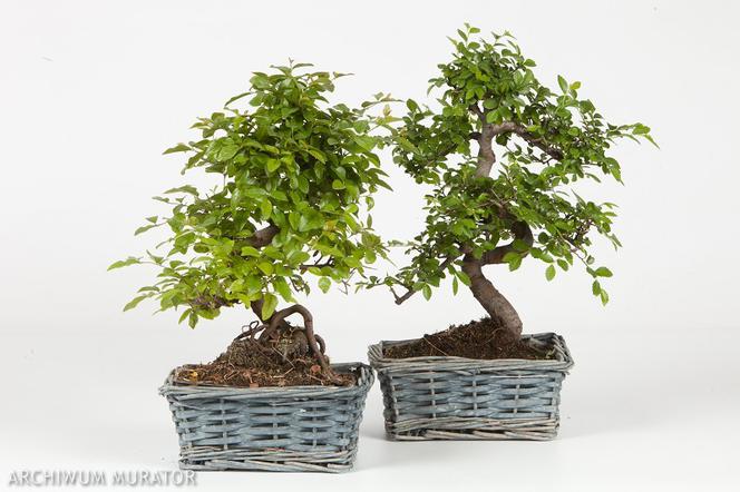 Drzewko bonsai