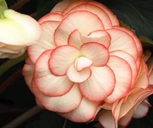 Begonia bulwiasta