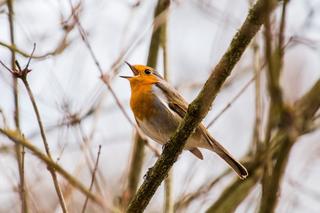 W sądeckich parkach można usłyszeć niezwykły chór. Które ptaki tak śpiewają? 
