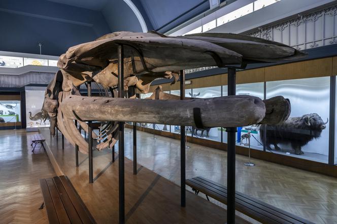 Szkielet ogromnego płetwala błękitnego we wrocławskim Muzeum Przyrodniczym