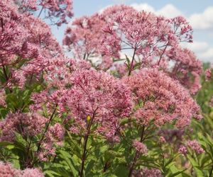 Sadziec purpurowy - Eupatorium purpureum