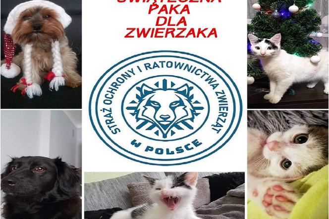  Świąteczna PAKA dla zwierzaka! Rusza akcja w Starachowicach - wspieramy ją całym sercem 