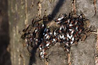 Ohydne pluskwiaki masowo rozprzestrzeniają się w Polsce. Jeszcze niedawno były zupełnie nieznane [ZDJĘCIA]