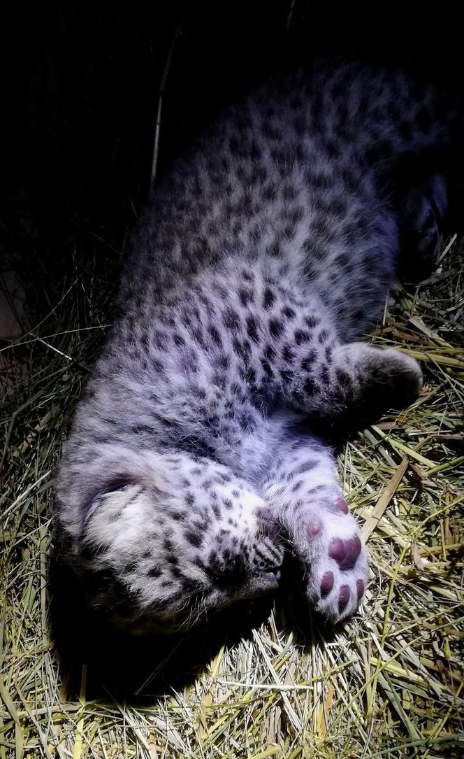 W Zoo Płock urodził się lampart perski! Na świecie jest ich tylko tysiąc