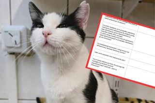 Kontrowersyjne pytanie w ankiecie przedadopcyjnej bytomskiego schroniska
