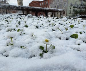 Początek sezonu zimowego w Lesznie - 22 listopada 2024