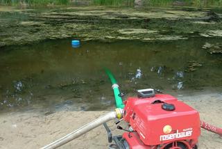 Śnięte ryby na Martówce. Akcja strażaków z Torunia