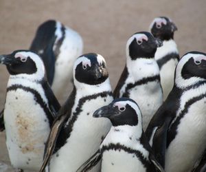 Wyjątkowe narodziny w gdańskim zoo. To gatunek krytycznie zagrożony