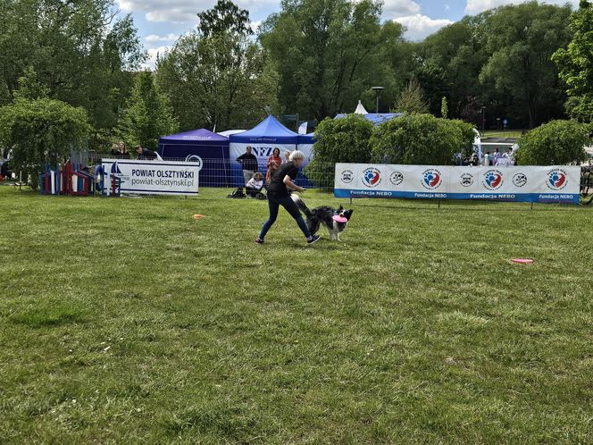 Festiwal Przyjaciół Zwierząt w Olsztynie. Park Centralny opanowały radosne pieski