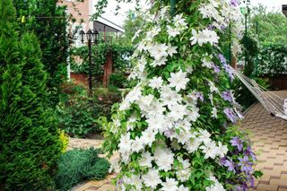 Tawułki i clematis w donicach - jak przezimować? [Porada eksperta]