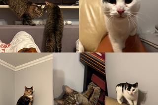 Znana pisarka, biznesmen z Holandii i menadżerka gwiazd zawieźli dary dla Ukrainy i uratowali koty