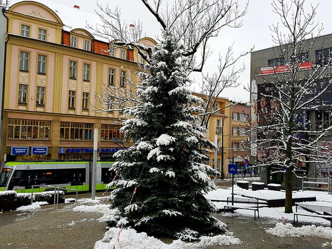 Przed ratuszem pojawiło się już świąteczne drzewko