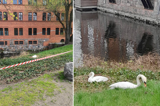 Łabędzie zbudowały gniazdo na Wyspie Młyńskiej w Bydgoszczy! Teren zabezpieczono