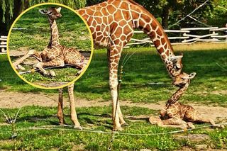 Cud narodzin w chorzowskim zoo. Mała żyrafa już stawia pierwsze kroki!