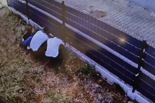 Kradzież psa w Świnoujściu