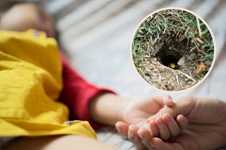 Dwulatek najechał na gniazdo os, te użądliły go 150 razy. Chłopiec walczy o życie w szpitalu
