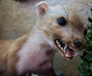 Krwiożercza kuna zaatakowała przy monopolowym! Napadała na ludzi w Tarnowie, są ranni! 