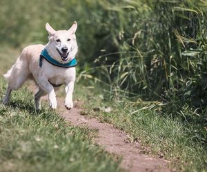 Najlepszy psi park w Łodzi! Tak zdecydowali miłośnicy czworonogów