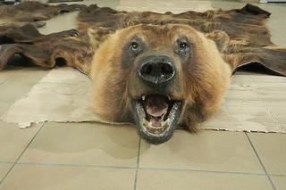 W bagażach znaleziono skórę niedźwiedzia i żywego żółwia. Podróżni nie mieli zezwoleń