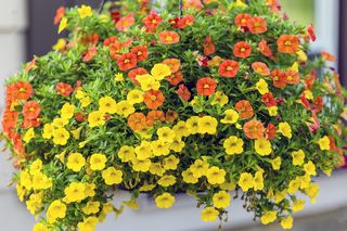 Calibrachoa