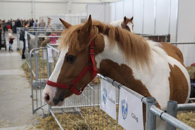 ZooPark ponownie przyciągnął do Targów Lublin tłumy miłośników zwierząt